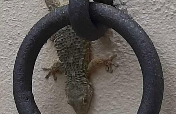 Casa del Geco - Foto 55