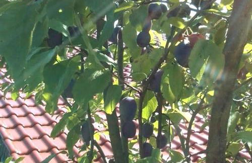 Loft Eifel Idylle - Photo 6