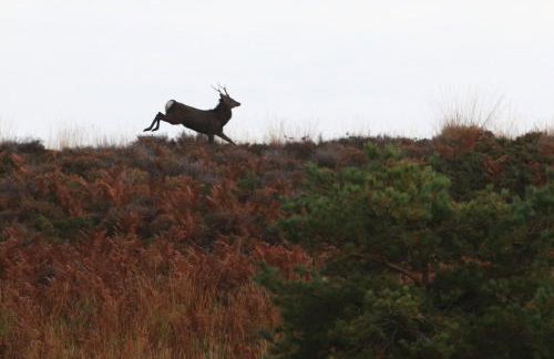 Cottage near Corfe & Jurassic Coast - Foto 42