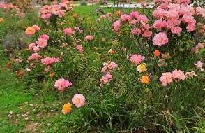 Casale Regnano - Photo 23