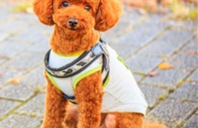 kujuhanakoen campingresort hanatohoshi - Foto 8