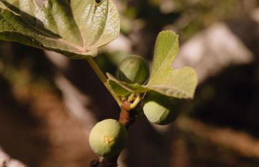 Três Figos - Foto 56