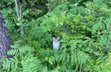 Apartament w górach Gorce - Foto 47