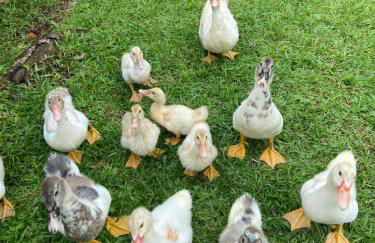 Hotel Fazenda Bonanza - Foto 52