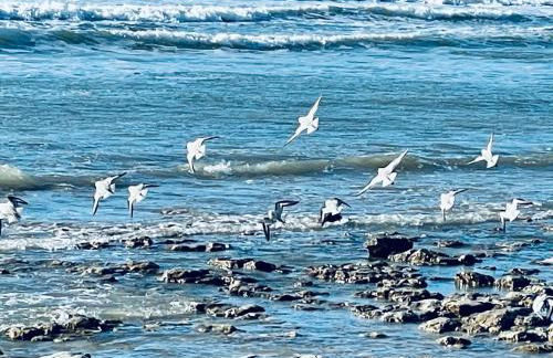 Villa Mer 4 Etoiles - 90 M de la mer Sea and Mountain Pleasure - Foto 70