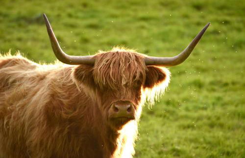 Cringletie House Hotel - Foto 86