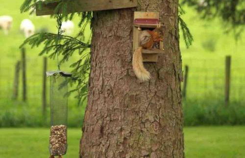 Secluded Pine Lodge 2 - Foto 20