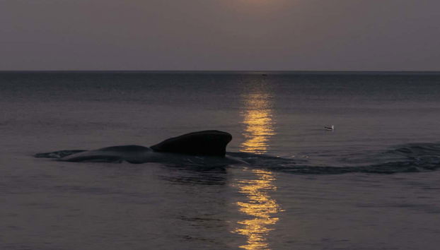 Stargazing at Playa El Doradillo - Foto 2