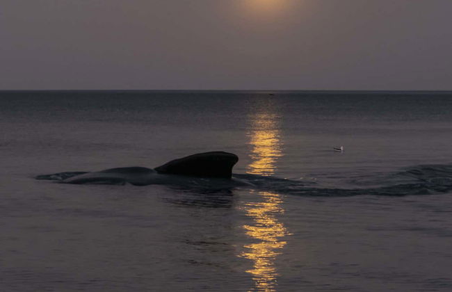 Observation d'étoiles sur la plage El Doradillo - Photo 1