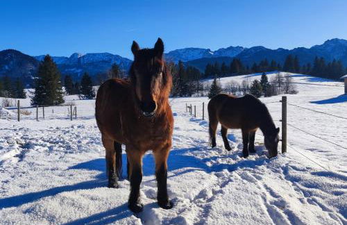 Ferienhof beim Bohlar - Hochplatte - Foto 21