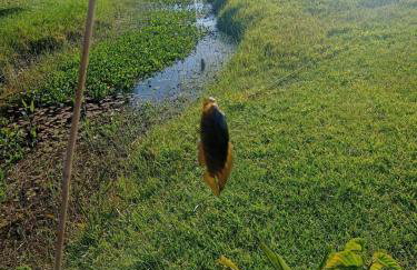 Osório Casa Rústica na Lagoa para 5 pessoas 2 quartos 250 metros da lagoabanhável 15 min da praia wiFi natureza tranquilidade - Foto 49