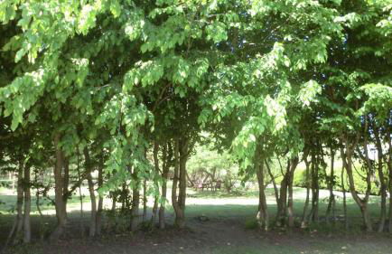 Apartments in Ribnitz-Damgarten 36531 - Foto 19