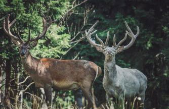 Ferienwohnung Pasek - Foto 16