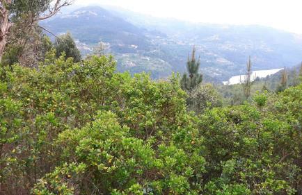 Casa Douro Terrace - Foto 14