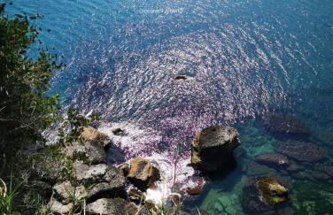 Agrumeto Costa dei Trabocchi - Foto 26
