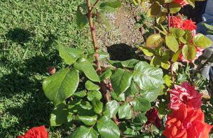 Silver villa Raches maisonette & Green - Foto 42