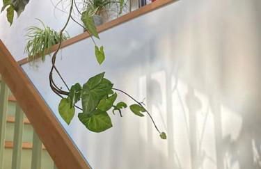 Das grüne Haus allein für Dich! - Foto 22