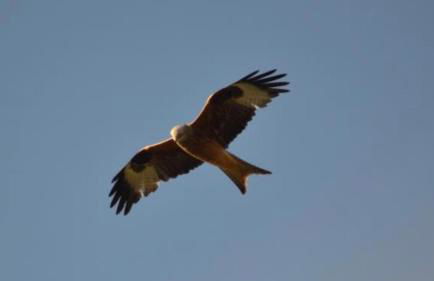 Pantyronen tourer holidays - Photo 39