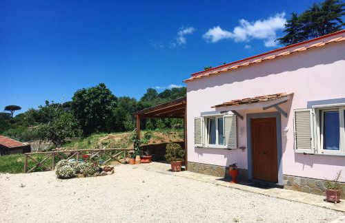 Albero di Giada - Foto 5