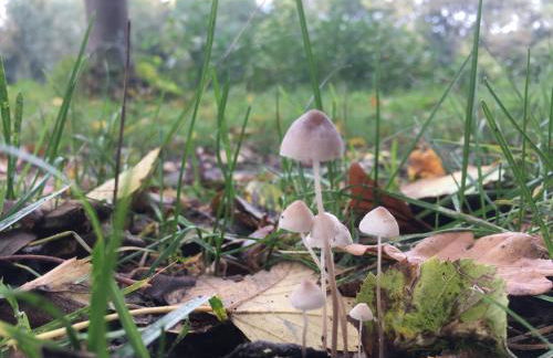 Alte Heimat - Foto 7