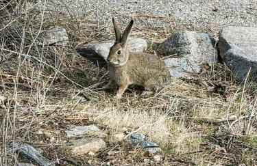Bearly Connected, a brand new cabin in the woods - Foto 36