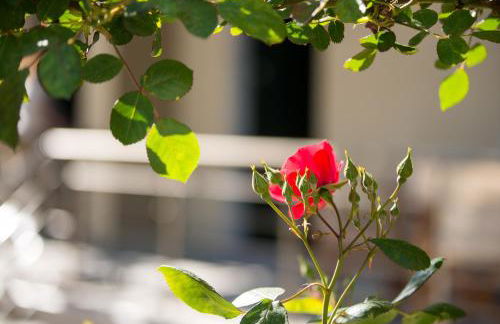 Studios Garden - Foto 23