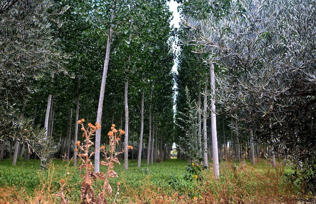 Cueva El Cortijo Gachas - Foto 28