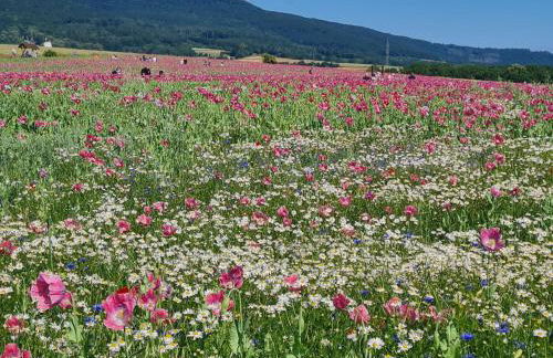 Emstaler Auszeit - Foto 24