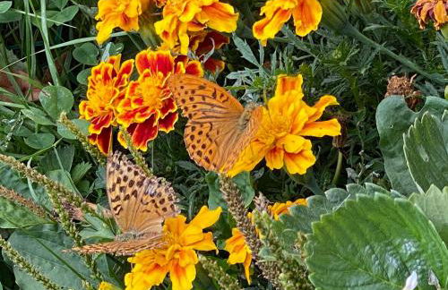 Les Perruchons ancienne grange rénovée avec soin - Foto 51