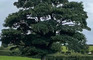 The Beehive at Pudding Cottage - Foto 34