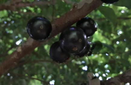 Sítio Topo do Mundo - Pólo Turístico INHOTIM na Serra da Moeda - Foto 79