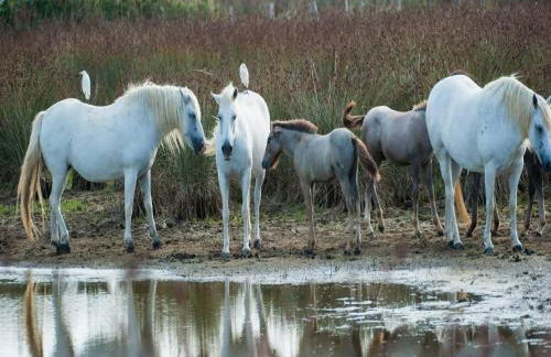 Characteristic Apartment in Codigoro With Pool - Foto 47
