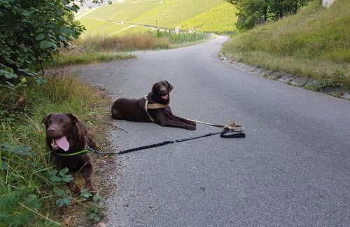 Ferienwohnung Vogelsang - Foto 13