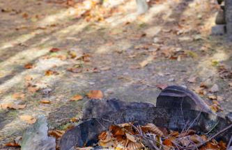 Domek Baby Jagi Prawdziwy Survival - Foto 13