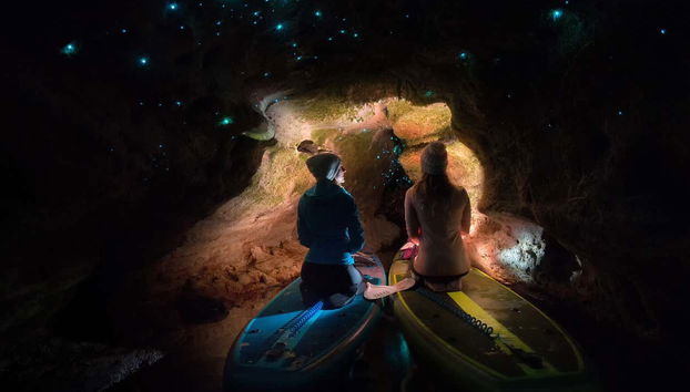 Admirez les fascinantes lucioles et les vers luisants