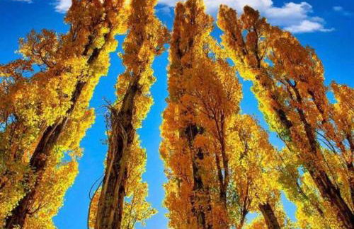 Alta Vista Haus in Moonridge - Foto 36