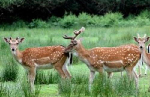 Luxury New Forest Barn, ideal for couples - Photo 35