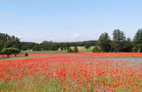 Ferienhaus am Kamskefliess - Foto 12