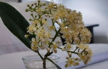 Consoli Home - Foto 8