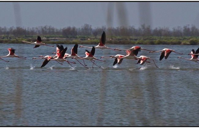 Agriturismo La Barena - Foto 55