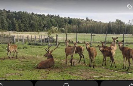 Noclegi Święta Katarzyna ,, Pod Jeleniami "prawdziwymi - Foto 62