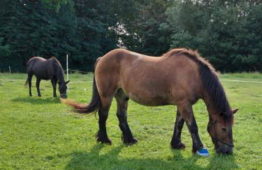 Landhaus Timm - Ferienhaus an der Ostsee - Foto 27