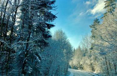 Lesne Domki VIP - Foto 40