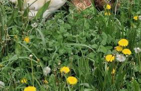 La Cabanya de Can Ganasta - Photo 52