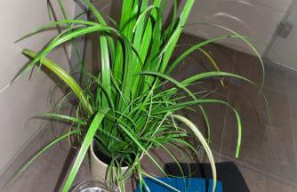 Ferienhaus Fidelis - Foto 8