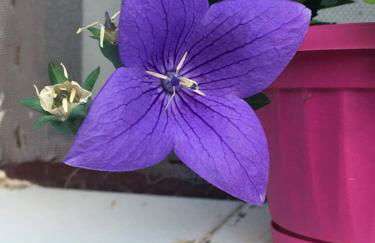 Appartamento BLU - Foto 15