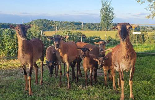 Ferienwohnung Hochwald - Photo 15
