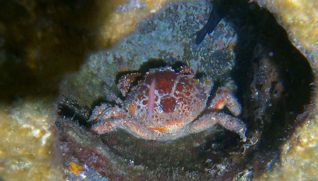 Witness how marine species become more active at night!