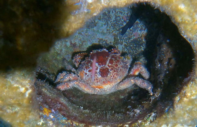 Night Snorkeling in Cozumel - Photo 3