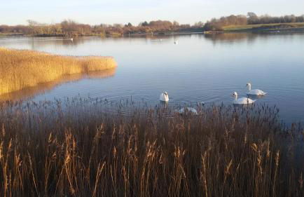 FEWO Muschel - Foto 32